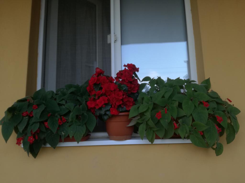 Pensiunea Vladut Timisoara Exterior foto